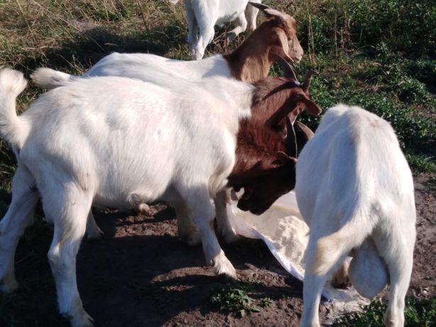 Бурські кози і козлики купити в Київській області
