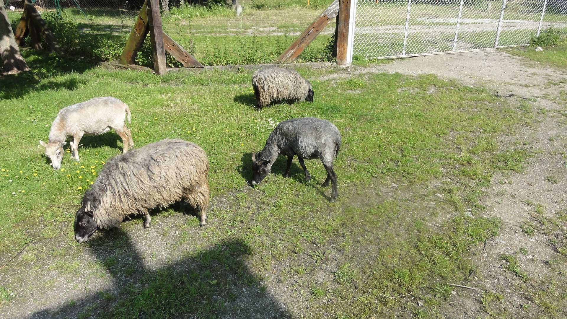 sprzedam owce rasy wrzosówka