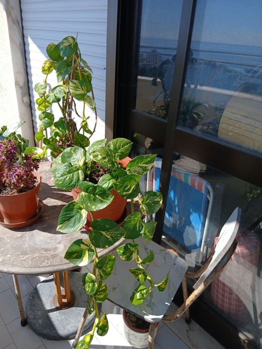 Plantas de interior e exterior