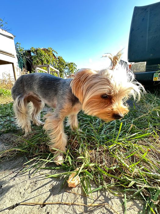 Пропала собака, винагорода за повернення