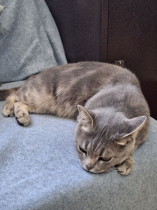 Стерилізована  молода киця шукає родину