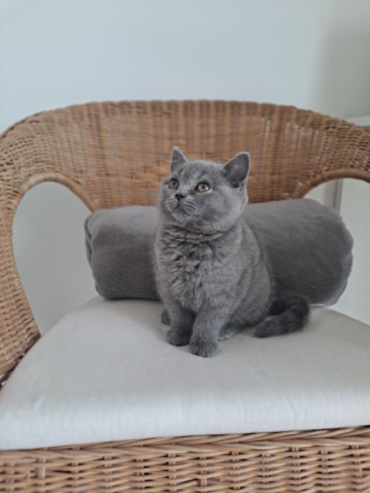Kot brytyjski krótkowłosy niebieski Kocurek