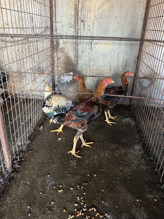 Vendo aves ormamentais