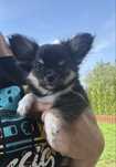 Chihuahuła długowlosy chlopak ZKwP/FCI