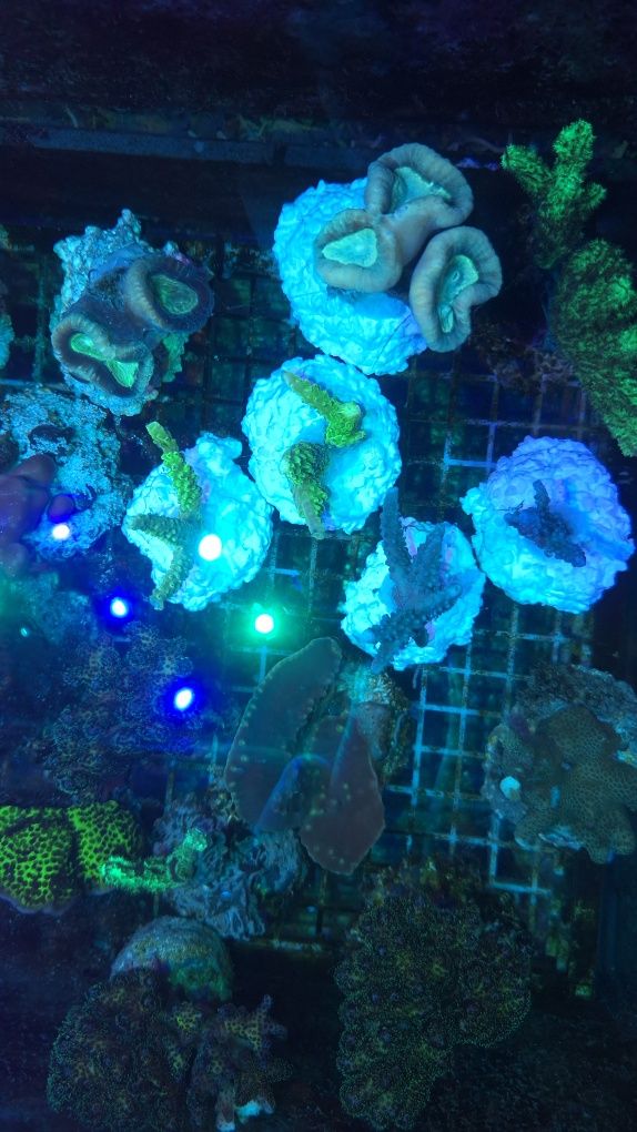 Acropora zielona fluo