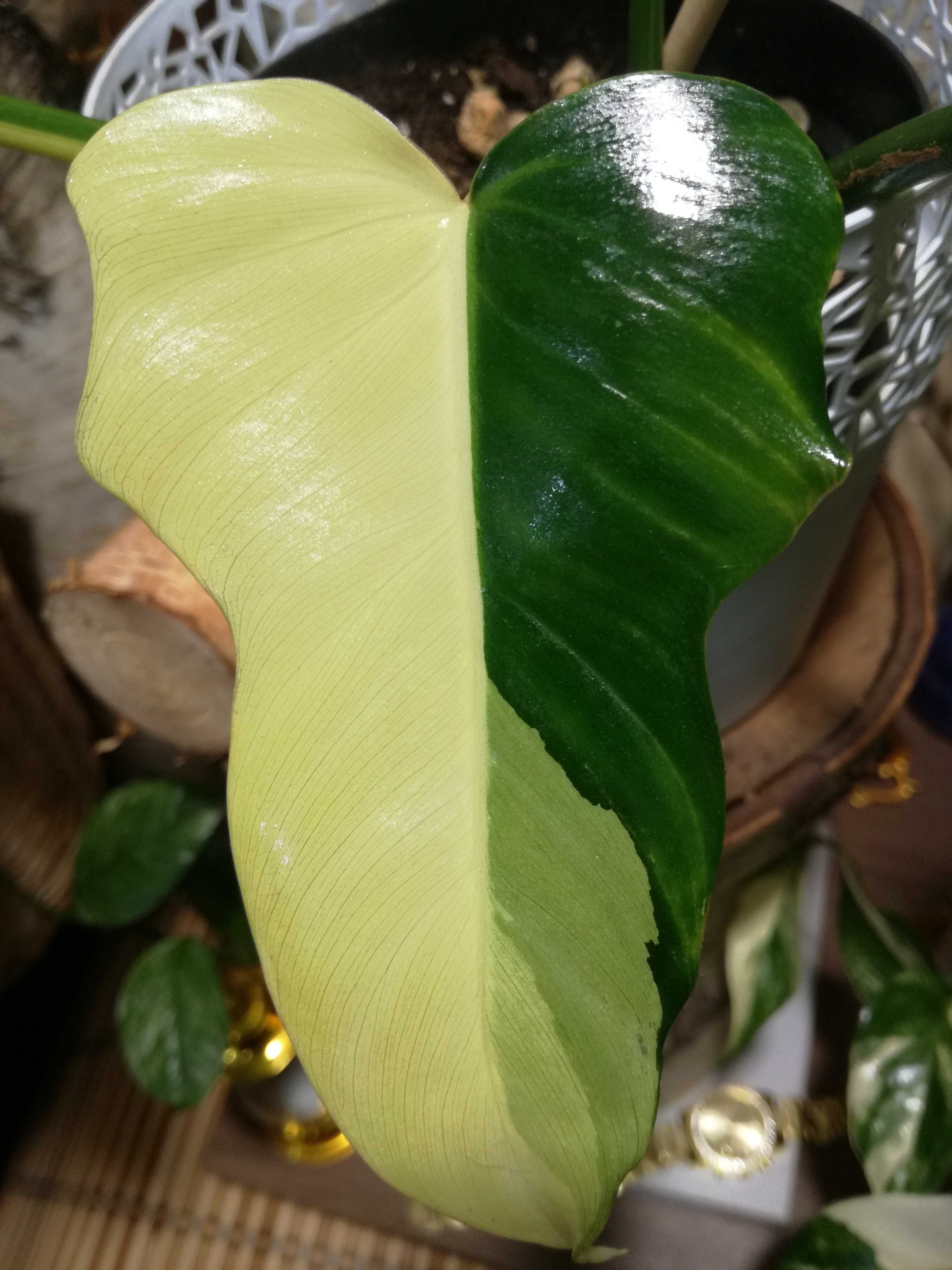 Philodendron Golden Dragon Variegata REZERWACJA kwiat UNIKAT monstera