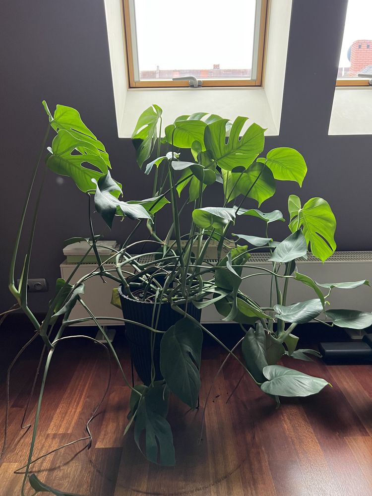 Monstera deliciousa duza 120 na 90