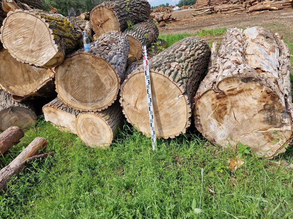 DrewKom Drewno kominkowe Topola kloda dl. 2,5m S4 S2a transport HDS