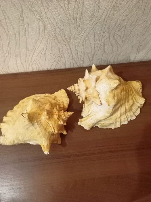 Продам морских ракушек и коралл