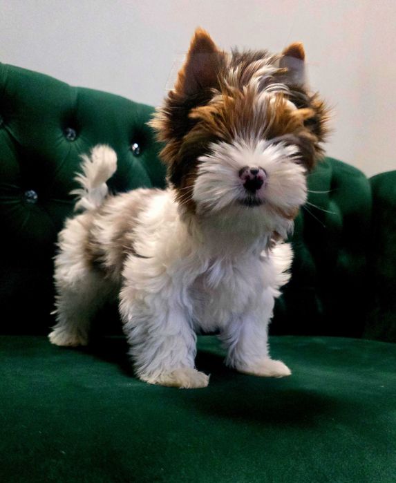 Yorkshire terrier Blueberry  dziewczynka.