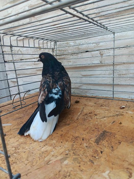 Gołębie mikołajewskie kirowogradzkie