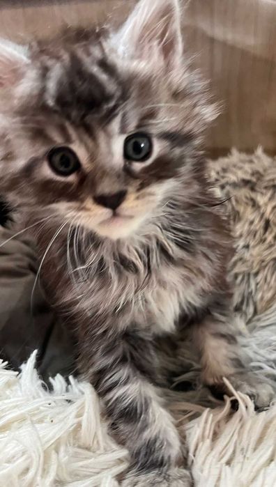 Kotka Maine Coon ns shaded