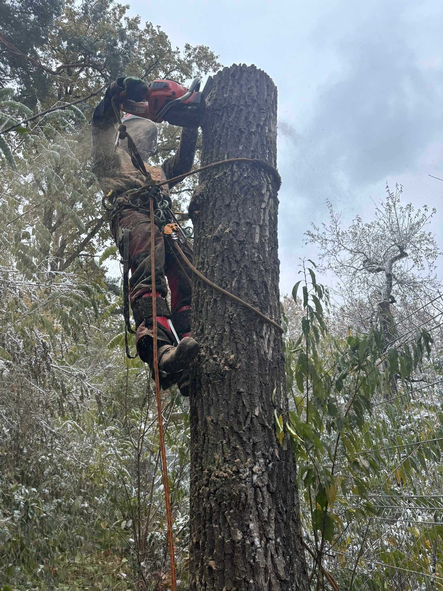 Wycinka i pielęgnacja drzew oraz krzewów