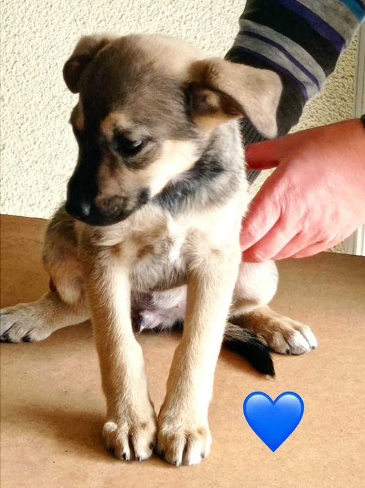 Bebés para adoção responsável 
Bebés para adoção responsável