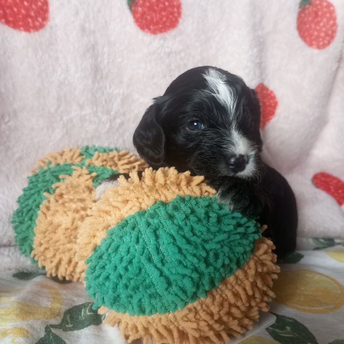 Cavapoo czarne , czarno- podpalane