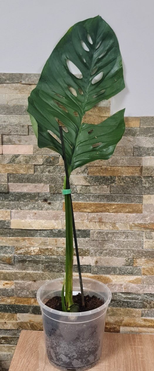 Monstera Lechleriana noid,ogromna pędówka