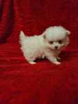 Pomeranian boo aktualne