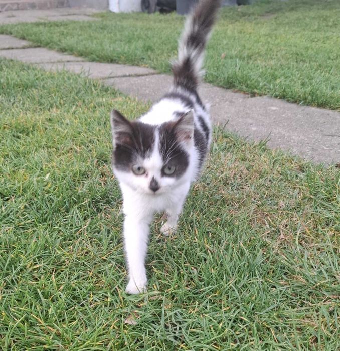 Matka PERS.Oddam kotki w dobre ręce