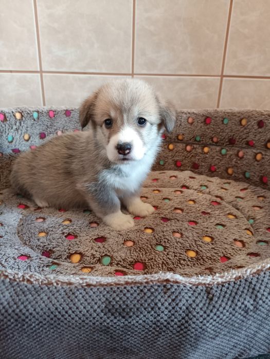 Suczka Welsh Corgi Pembroke