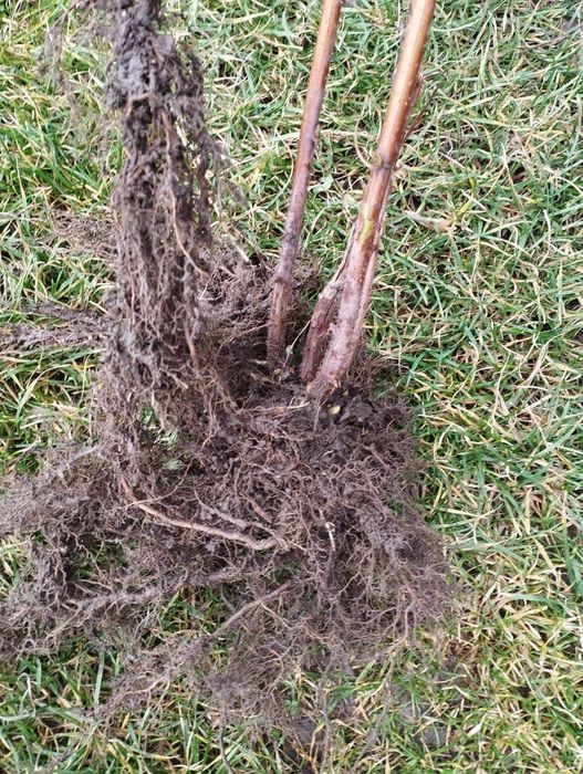 sadzonki malin jesiennej