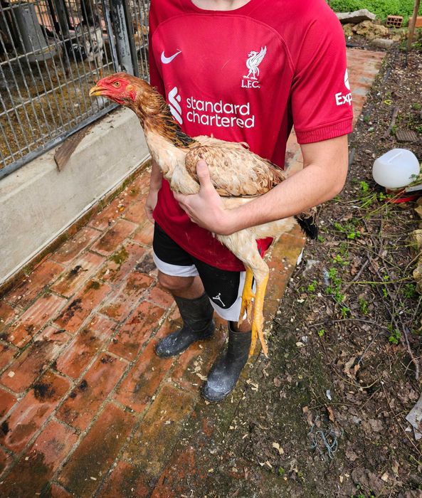 Indio Gigante Brasileiro