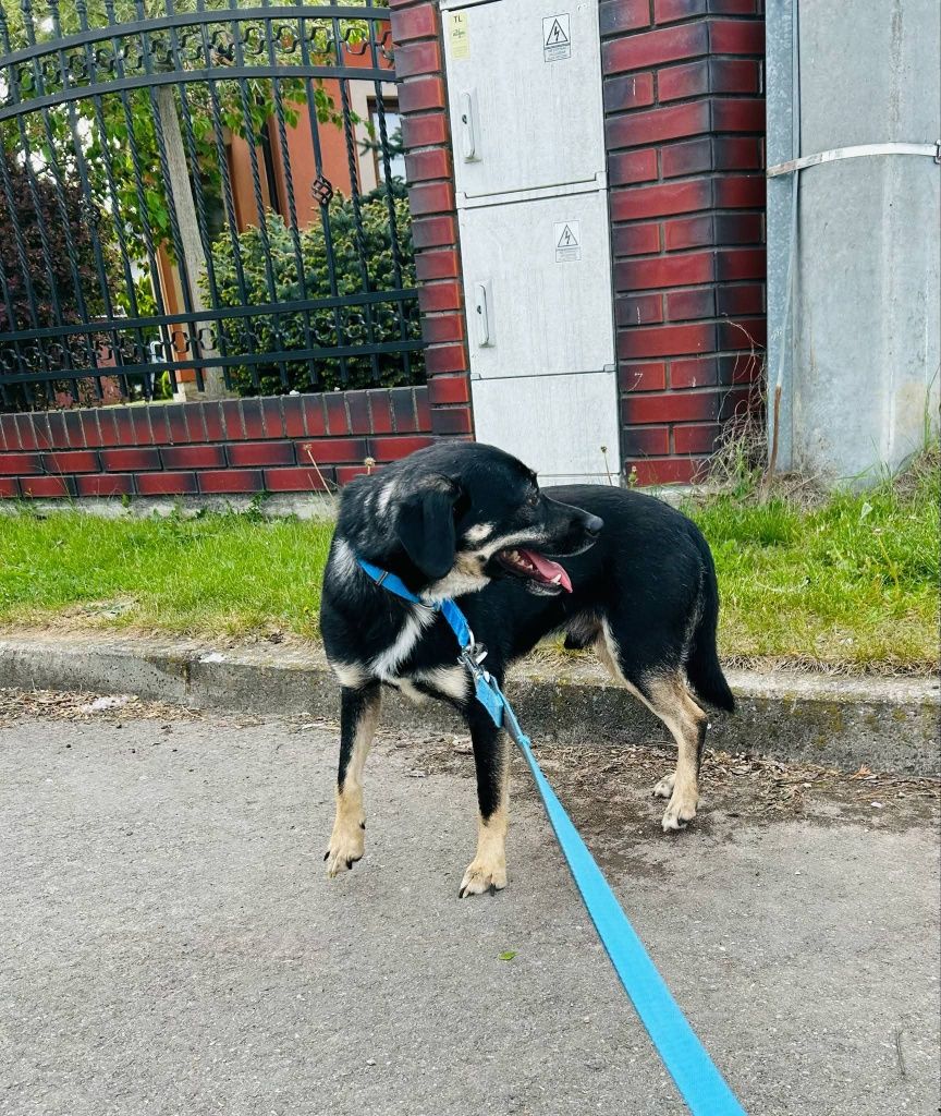 Kochany Jager szuka domu