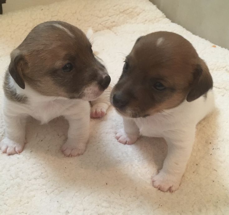 «Енергійні та розумні цуценята Джек Рассел