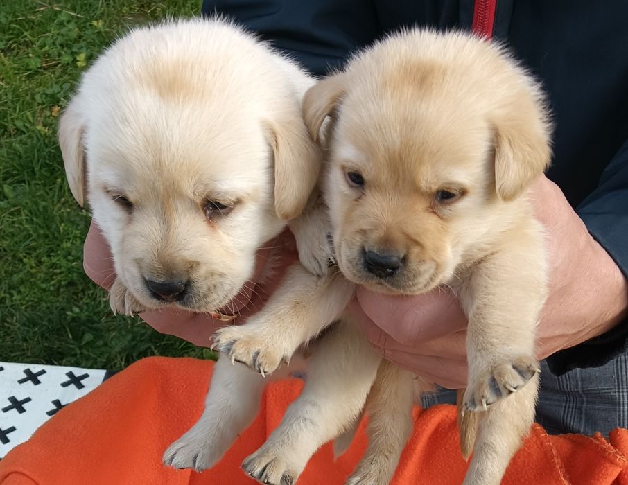 Labrador Retriever z Rodowodem