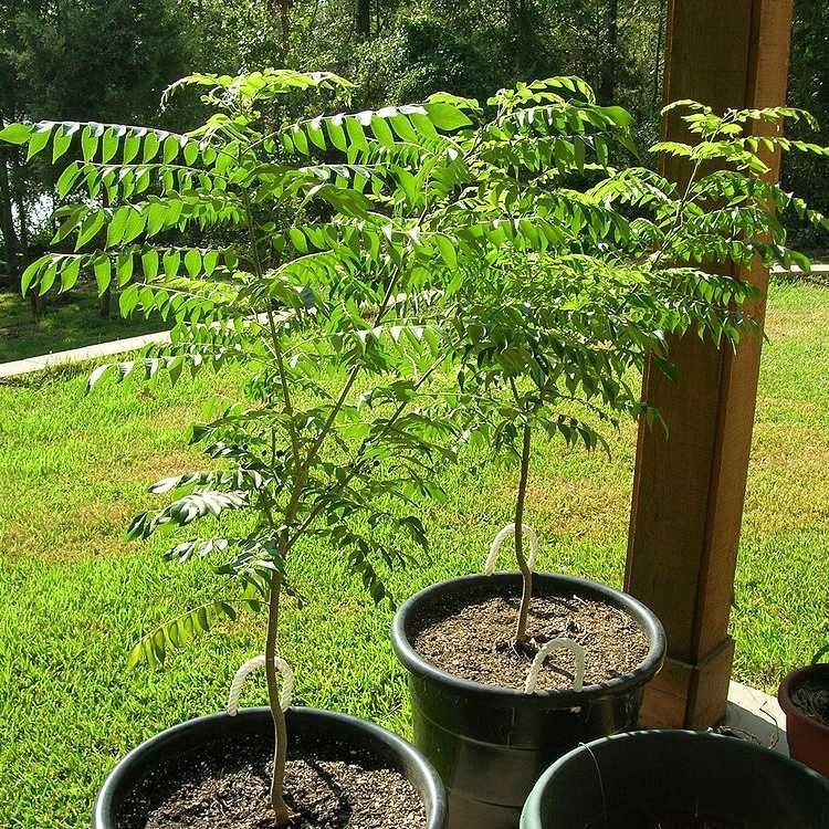 Curry Leaf Roślina Sadzonka Orientalna Przyprawa Liście Curry