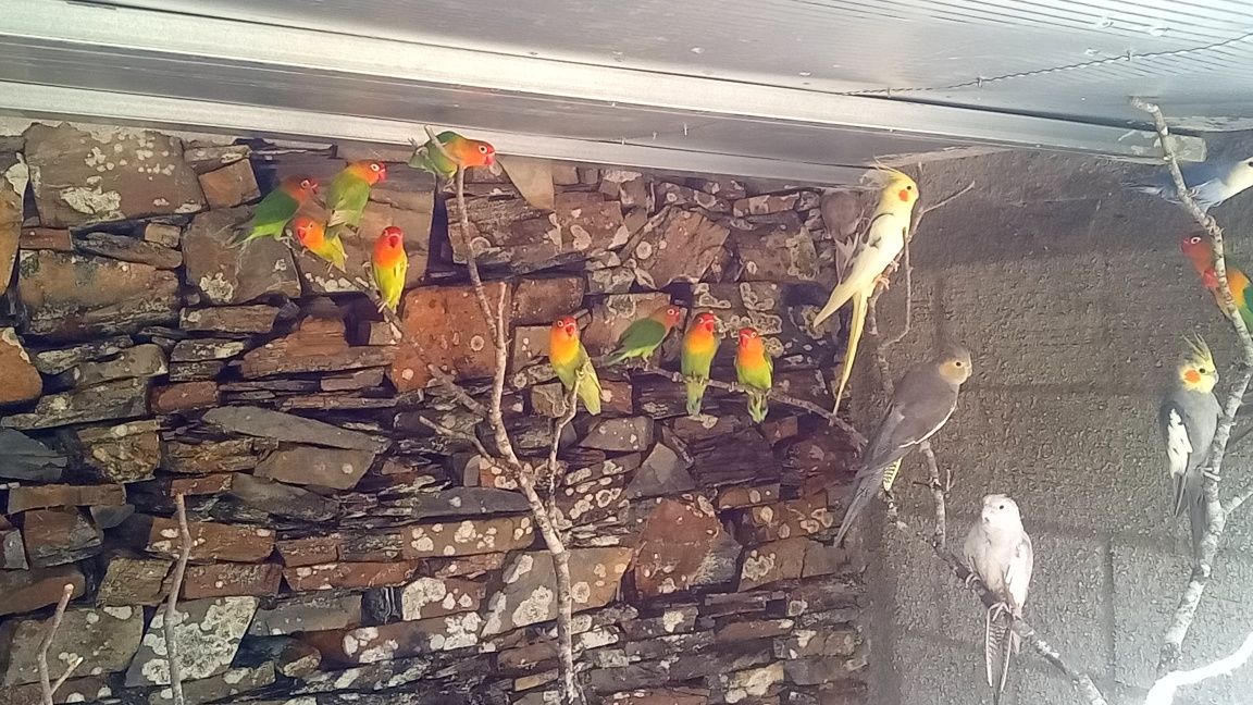 Aves piriquitos.