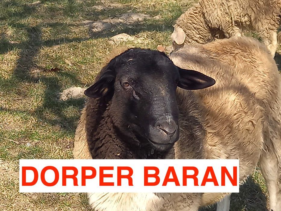 Dorper owce i barany Dorpery