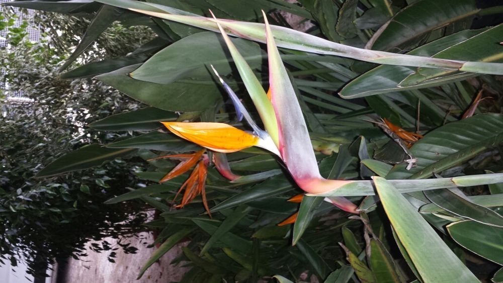 Vendo 30 strelitzia
