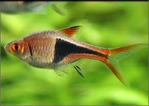 Rasbora Arlequim - Trigonostigma heteromorpha