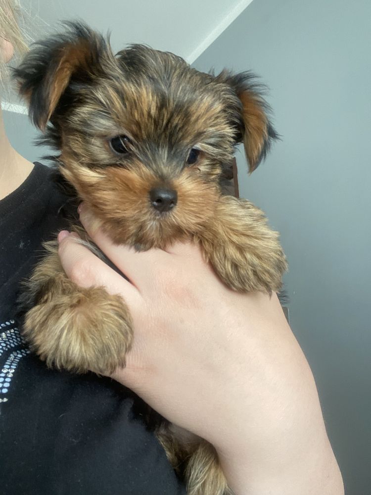 Yorkshire Terrier