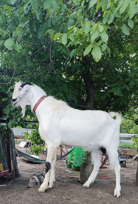 Породний цап для осемінніння,случкі, в'язки.