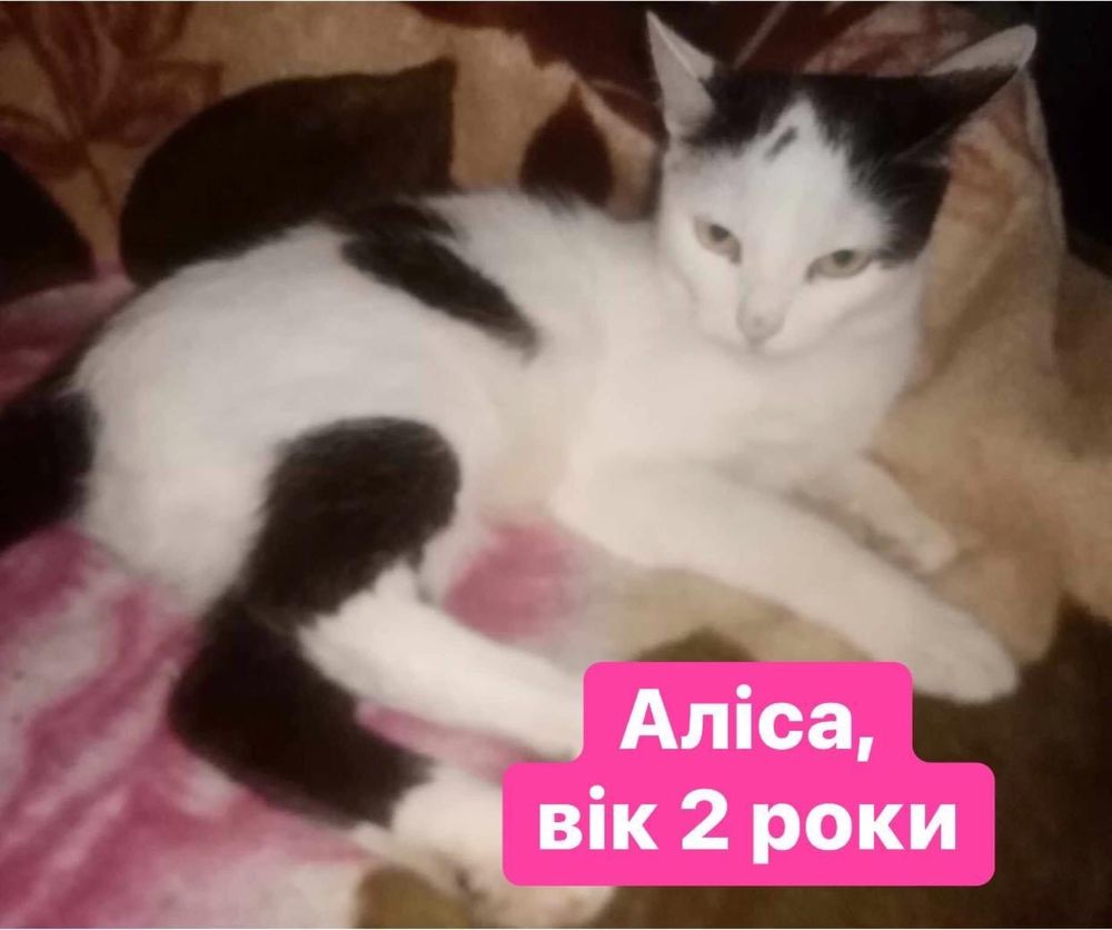 Дівчатка-киці шукають нові родини!