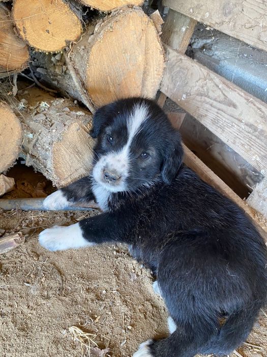 Cadelinha para adoção