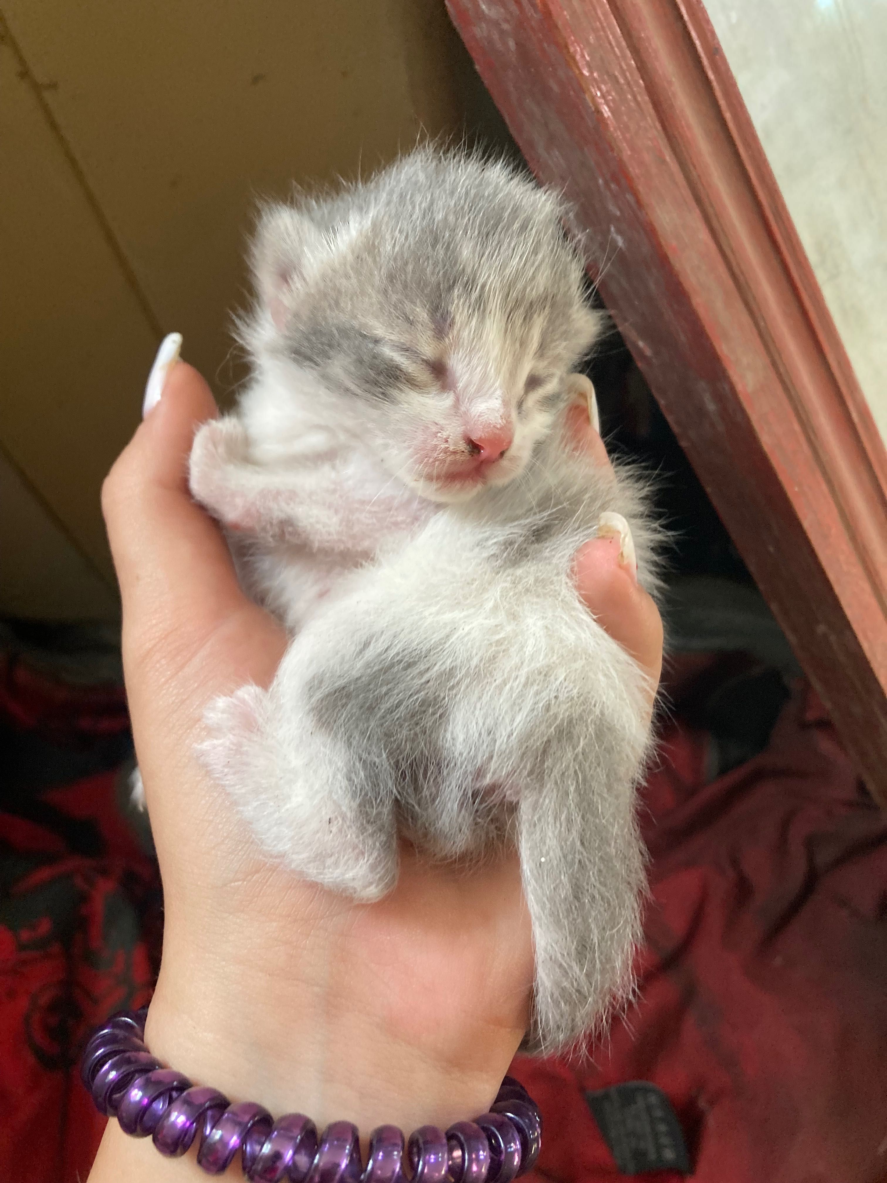 Кошенята шукають родину