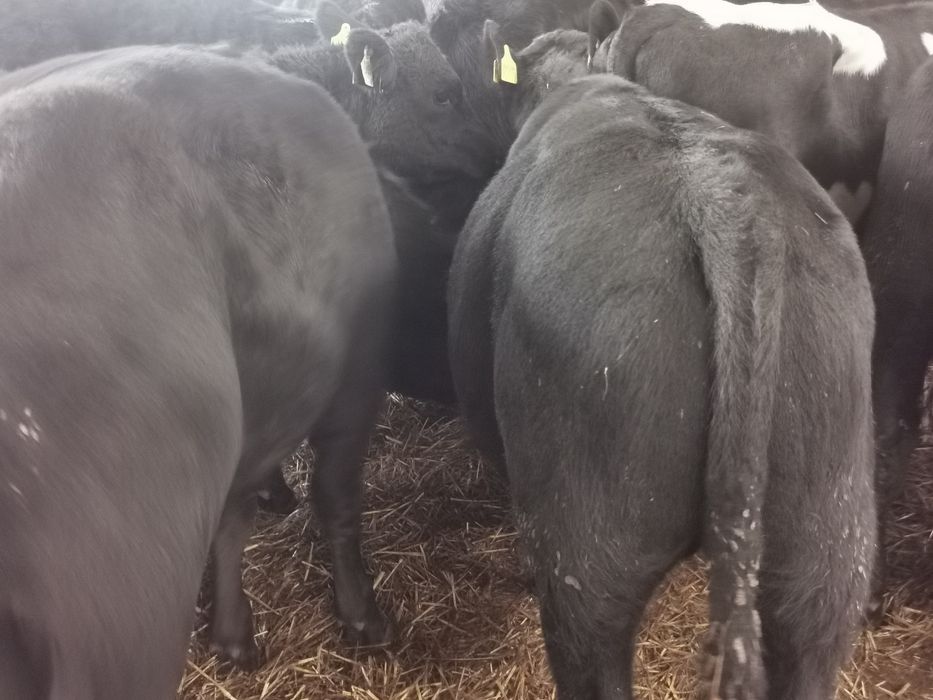 Byki angus simental szarolez limuse blubelgian