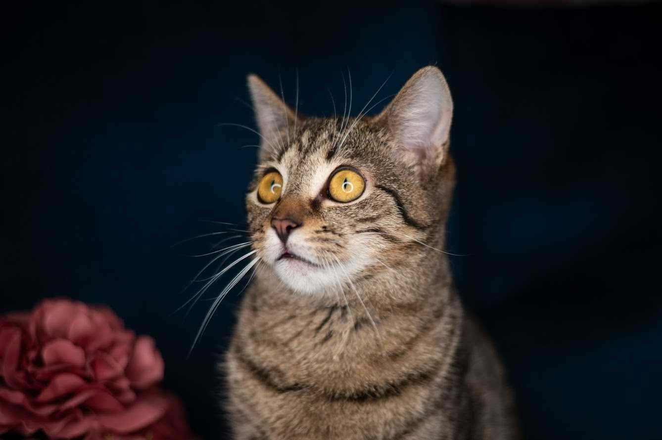 CHEETOS i OJLA - do wspólnej adopcji młode kotki
