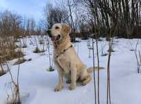 Suczka Golden Retriever do adopcji za darmo