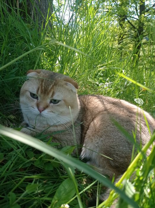 Котик вислоухий золотая шиншилла вязка