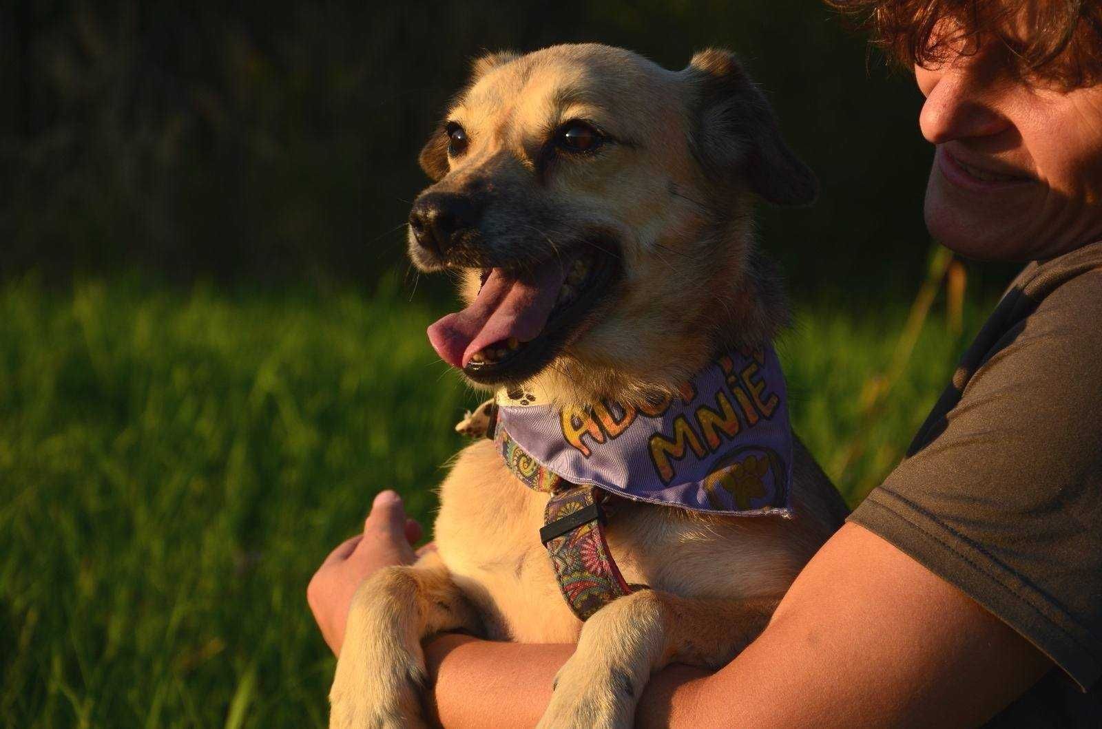 Spacja, mała, delikatna sunia, potrzebuje kochającego domu adopcja