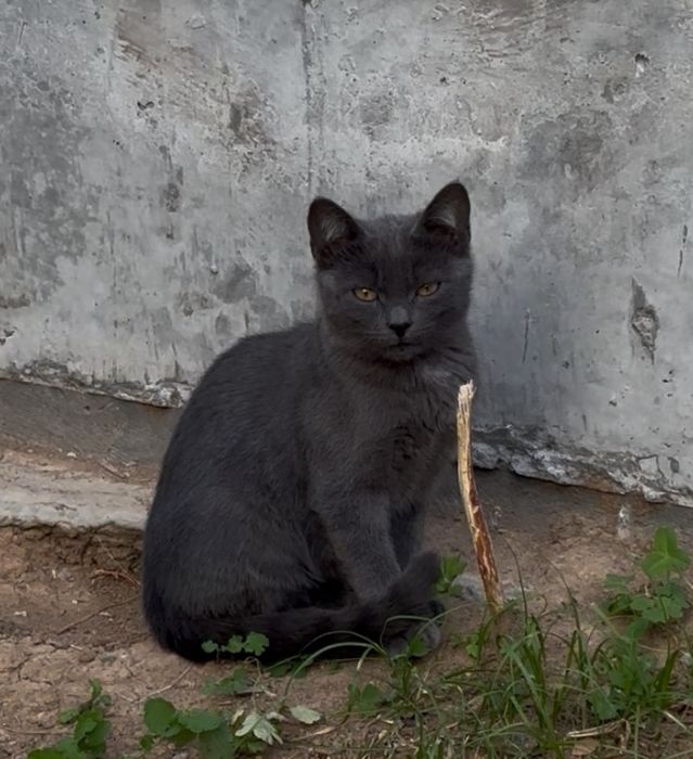 Кошенята, котик сірий