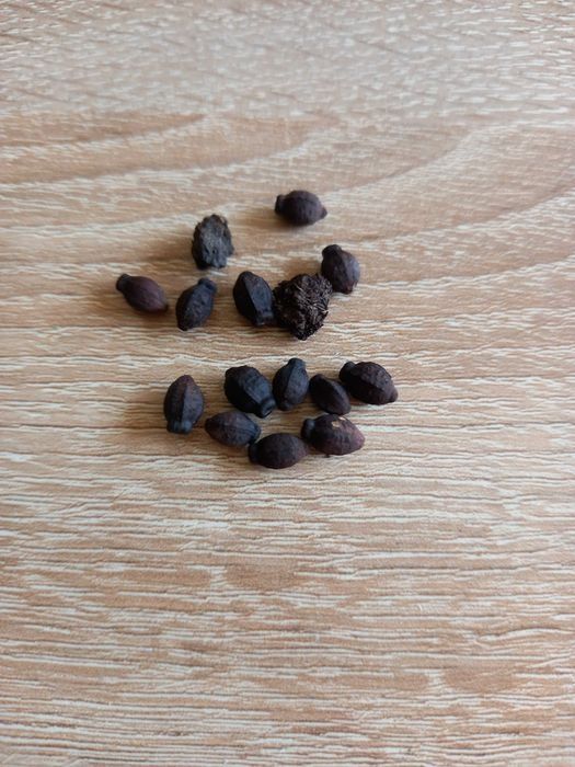 DZIWACZEK meksykanski 10 szt. nasion