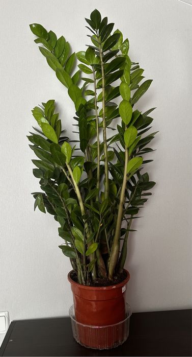 Замиокулькас денежное дерево счастья