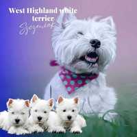 West highland white terrier