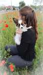 Papillon ZKWP/FCI - Pies- urodzony 13.03.2025r.