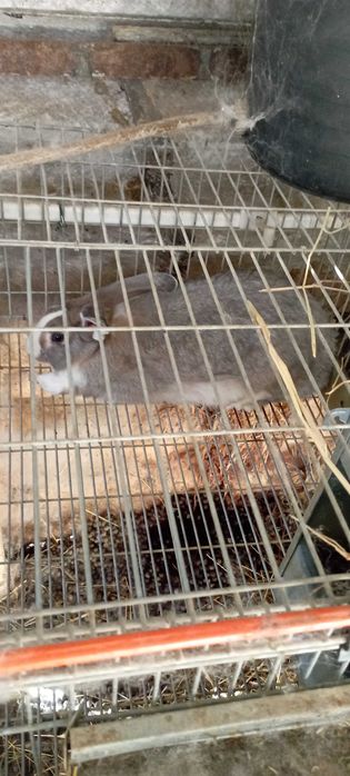 Coelhos para venda