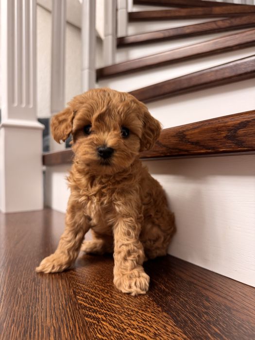 Мальтипу цуценята